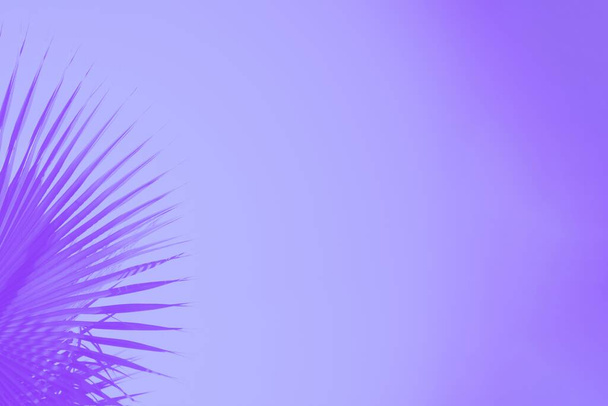 Feuilles de palmier sur fond violet pâle. Concept minimal, espace de copie
 - Photo, image
