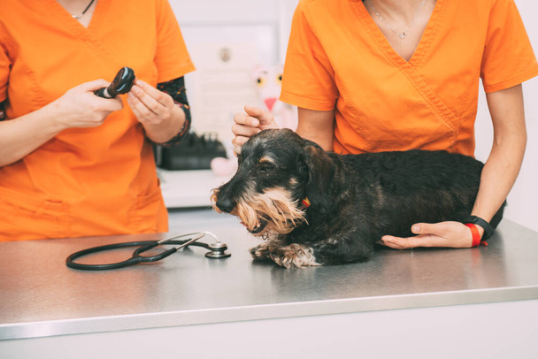 Собака на клінічному столі чекає на ветеринара і її помічника перевірити вуха
 - Фото, зображення