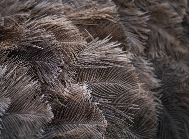 Фон Текстура страусиных перьев, отходящих от фокуса
 - Фото, изображение