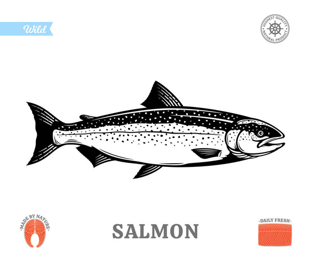 Vector salmon fish illustration isolated on a white background. Salmon raw steak and fillet - Vector, Image