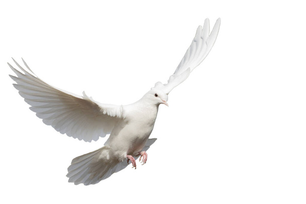 weiße saubere Taube fliegt isoliert auf weiß - Foto, Bild