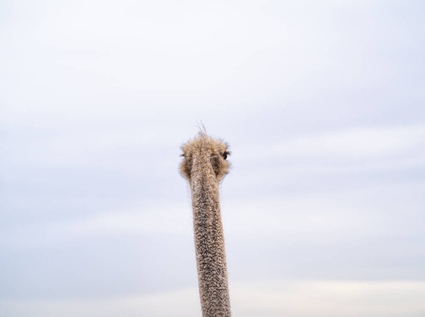 An Ostrich Looks Away In Distain Against The Sky - Fotoğraf, Görsel