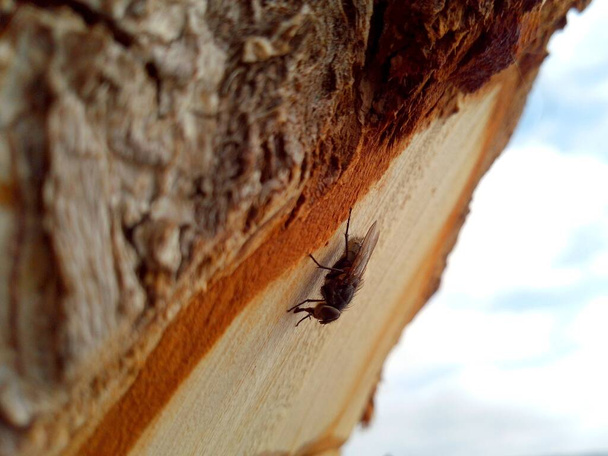 Makro fotoğraftaki bir ağacın kütüğünde bahar yağmuru sineği dinlenmeye çekildi. - Fotoğraf, Görsel