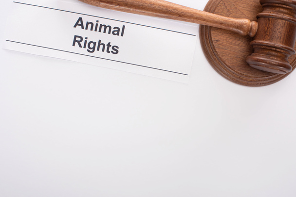vista superior do martelo juiz e inscrição de direitos dos animais no fundo branco
 - Foto, Imagem