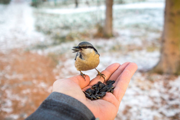 Feeding a nuthatch from hand during harsh winter frosty days. Nature conservancy concept. - Photo, Image