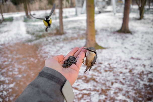 厳しい冬の季節に鳥に餌を与えます。自然保全の概念. - 写真・画像