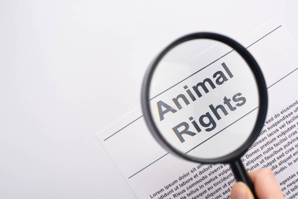 top view of magnifier on animal rights inscription on white background - Fotoğraf, Görsel