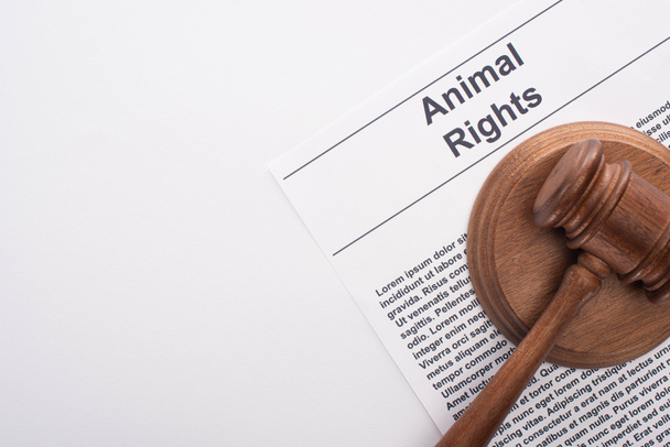 top view of animal judge gavel on animal rights inscription on white surface - Photo, Image