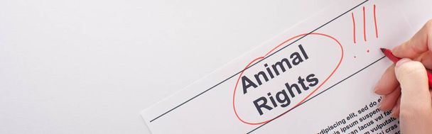 panoramic shot of cropped woman hand highlighting animal rights inscription on white background - 写真・画像