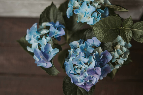 Piękne kwitnące niebieskie kwiaty hortensji na drewnianym tle, widok z góry, płaskie leżaki. Niebieska hortensja makrofilla w garnku. Kwitnący krzak. tło wiosny - Zdjęcie, obraz