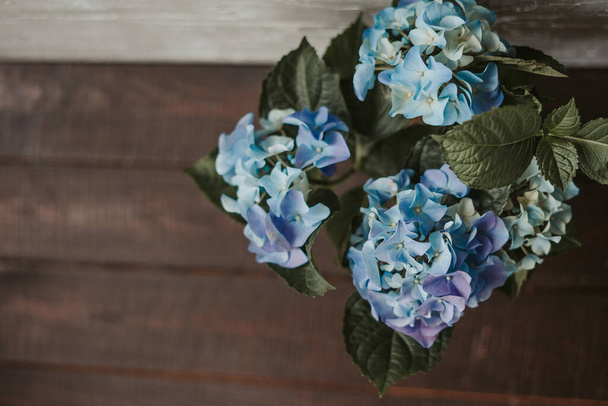 Beautiful blossoming blue hydrangea flowers on wooden background, top view, flat lay. Blue hydrangea macrophylla in a pot. blooming bush. spring background - Photo, Image