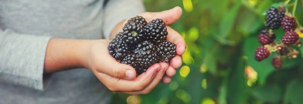The child holds blackberries in the hands. Selective focus. nature. - Photo, image