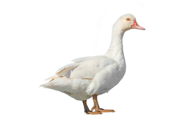 White farm duck cut out on white background. - Photo, Image