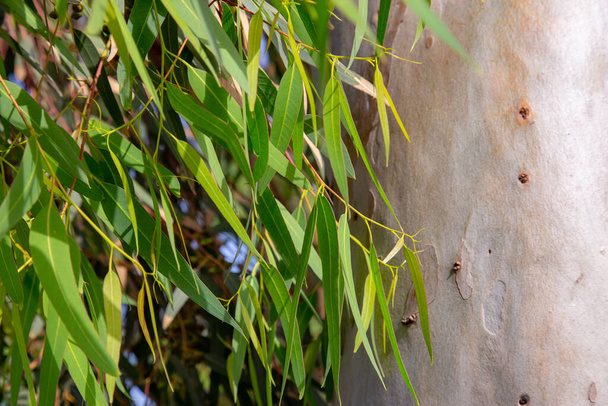 Ağaç sapı ve kopyalama alanı olan Ökaliptus ağacı arkaplanı. - Fotoğraf, Görsel