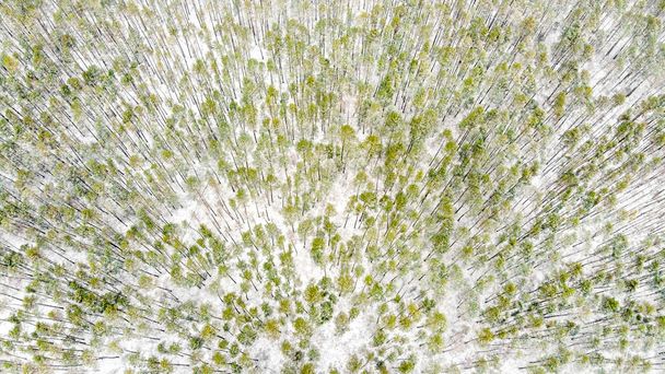 Abstracto fondo foret de abeto de invierno con abeto y abetos mixtos desde una perspectiva de vista de pájaro
. - Foto, imagen