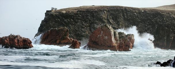 Islas Ballestas Peru - Zdjęcie, obraz