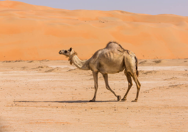 Camelos no deserto de Liwa, Abu Dhabi, Emirados Árabes Unidos
 - Foto, Imagem