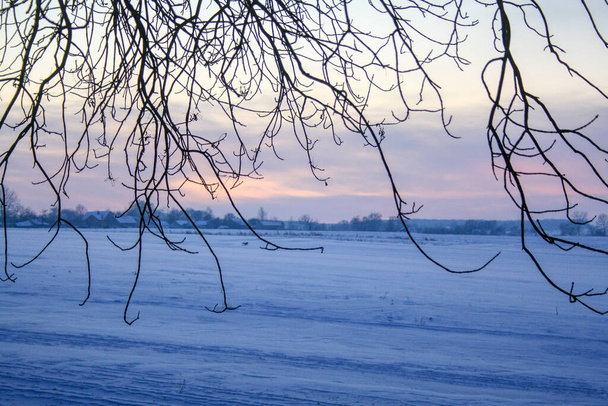 Landelijk winters schemerlandschap met zonsondergang op het veld en uitzicht bedekt met boomtakken. - Foto, afbeelding
