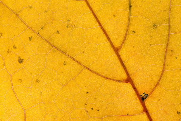 Natur Herbst Hintergrund der extremen Makro-Nahaufnahme auf einem Blatt. - Foto, Bild