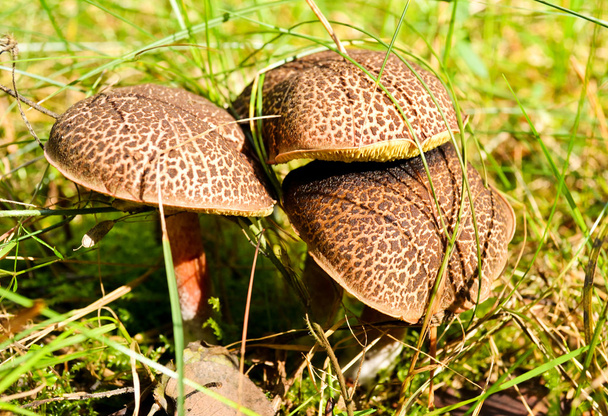 Mushroom family - Photo, Image