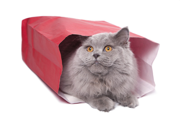 Cute British kitten in red bag isolated - Foto, afbeelding