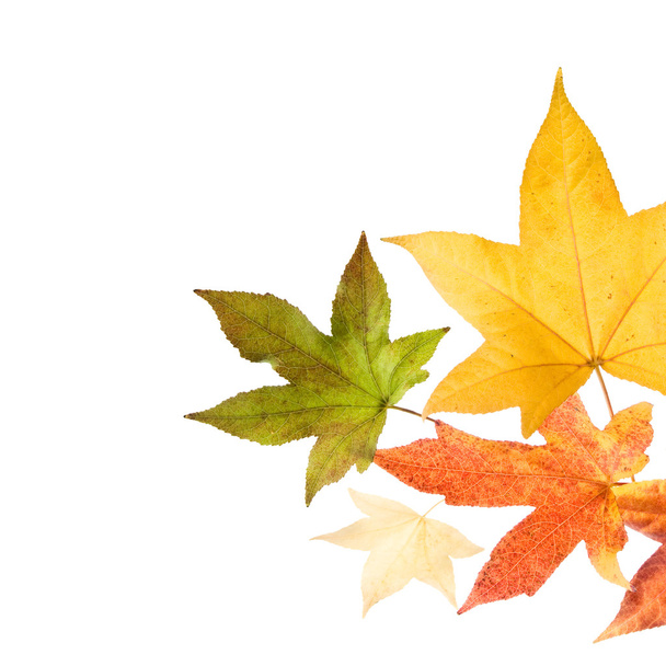 jesień liści - Zdjęcie, obraz
