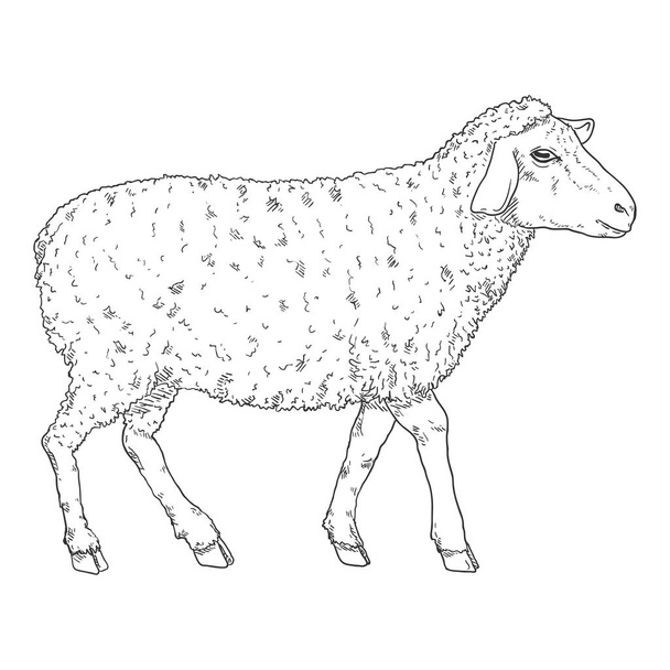 Croquis vectoriel Illustration des moutons. Vue latérale
 - Vecteur, image