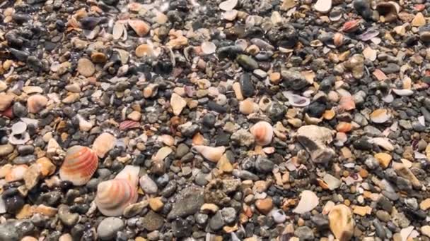 A tengerhullámok közelsége napsütéses időben mossa a kavicspartot. A hullámoktól nedves tengeri kavicsok gyönyörűen ragyognak a napon. Tengeri kagylók a tengerparton - Felvétel, videó