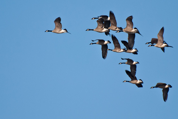 стадо Канади гусей, приймаючи польоту - Фото, зображення
