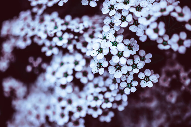 Σκούρο Moody Floral σκηνικό με λευκά λουλούδια από ανθισμένα κλαδιά spiraea σε εξωτερικούς χώρους με μωβ απόχρωση. Φυσικό φυτικό υπόβαθρο με χώρο αντιγραφής - Φωτογραφία, εικόνα