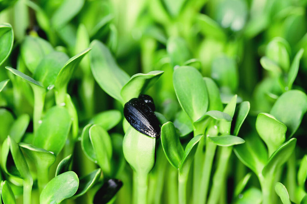 Organik ayçiçeği mikroyeşil filizleri yakın plan. Seçici odaklanma. Sağlıklı gıda kavramı - Fotoğraf, Görsel