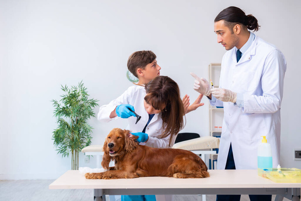 Médico veterinário examinando cão golden retriever na clínica
 - Foto, Imagem