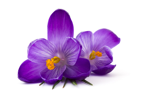 crocus - yksi ensimmäisistä kevään kukkia valkoisella taustalla - Valokuva, kuva