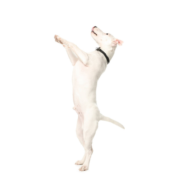 Cute Jack Russel Terrier on white background. Lovely dog - 写真・画像