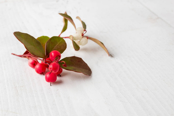 Fresh wintergreen twigs on a white wooden background with copy space - Photo, Image