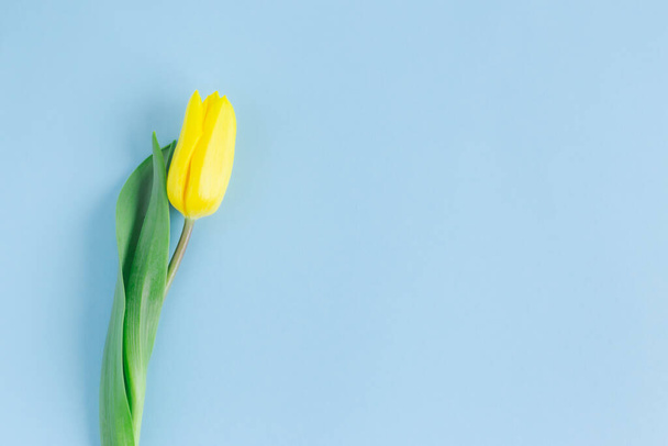 Tender yellow tulip on pastel blue background. Greeting card for Mother's day. Flat lay. Place for text.  - Fotoğraf, Görsel