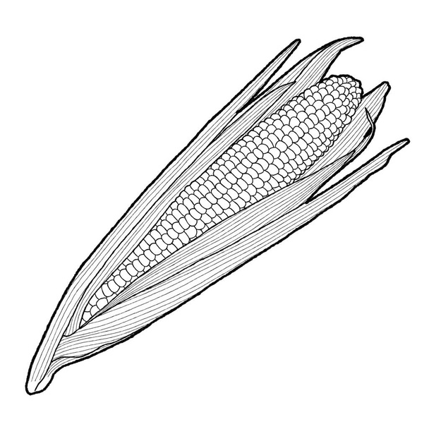 Sweet corn Vector Illustration Hand Drawn Vegetable Cartoon Art - Vektor, kép