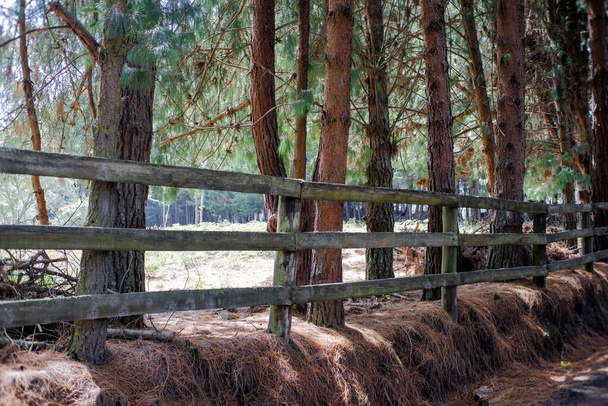 Kerítés fából készült rönkökből az út szélén, hátfákkal, levelekkel és barna ágakkal a földön - Fotó, kép