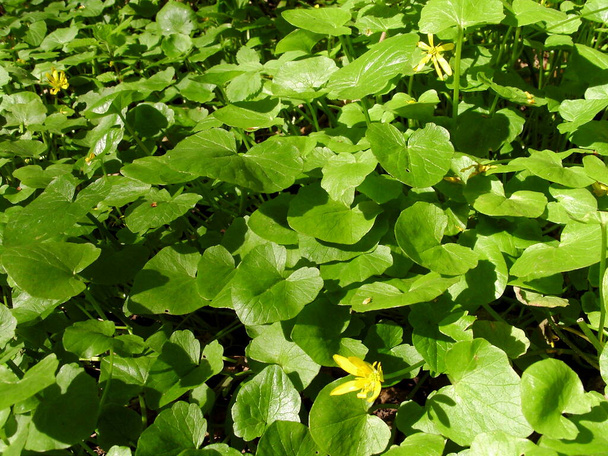 lilia wodna zielone liście tło - Zdjęcie, obraz