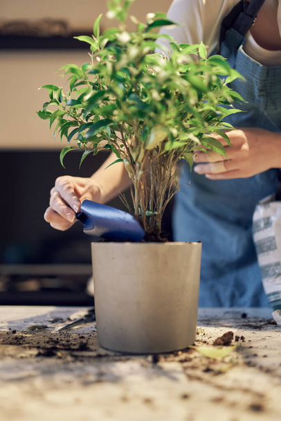 Unrecognizable girl replants green houseplant in pot - Foto, imagen