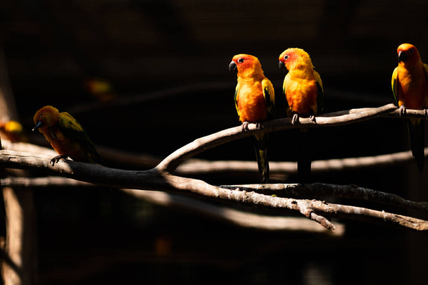 The sun conure is native to South America, specifically Venezuela, Northern Brazil and Guyana. - Photo, image