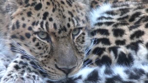 lähikuva harvinainen, Amur leopardi
. - Materiaali, video