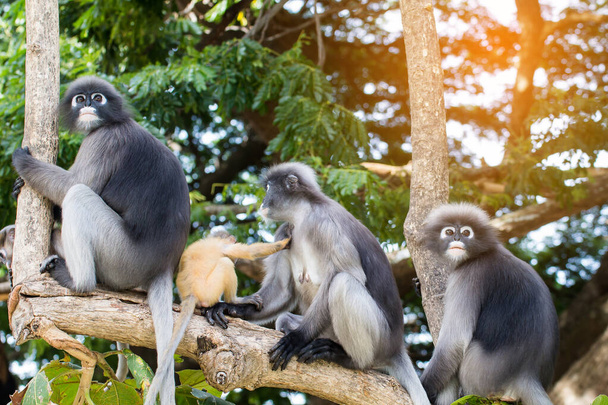 Υπέροχες μαϊμούδες, χαριτωμένα γυαλιά Macaque, αστεία μαϊμού ζει σε ένα φυσικό δάσος του Thailan - Φωτογραφία, εικόνα