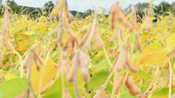 Vidéo en gros plan sur les champs de soja et les gousses de soja - Séquence, vidéo