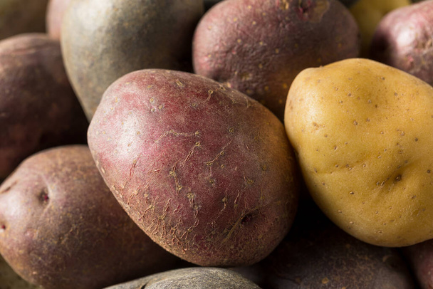 Raw Organic Rainbow Baby Potatoes in a Bowl - Фото, изображение