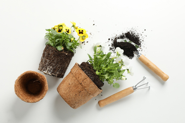 Λουλούδια και εργαλεία κηπουρικής σε λευκό φόντο, top view - Φωτογραφία, εικόνα