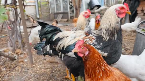 Schöne Hühner spazieren durch den ländlichen Hof. Zeitlupe - Filmmaterial, Video