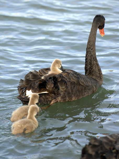 Cisne negro con polluelos nadando en el estanque
 - Foto, Imagen