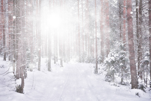 abstract snowfall forest background, white snowflakes fall in the forest landscape, christmas background - Photo, Image