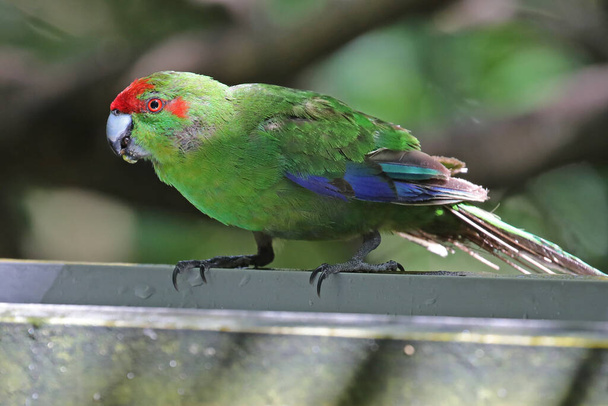 Perruche à front rouge, oiseau de Nouvelle-Zélande
 - Photo, image